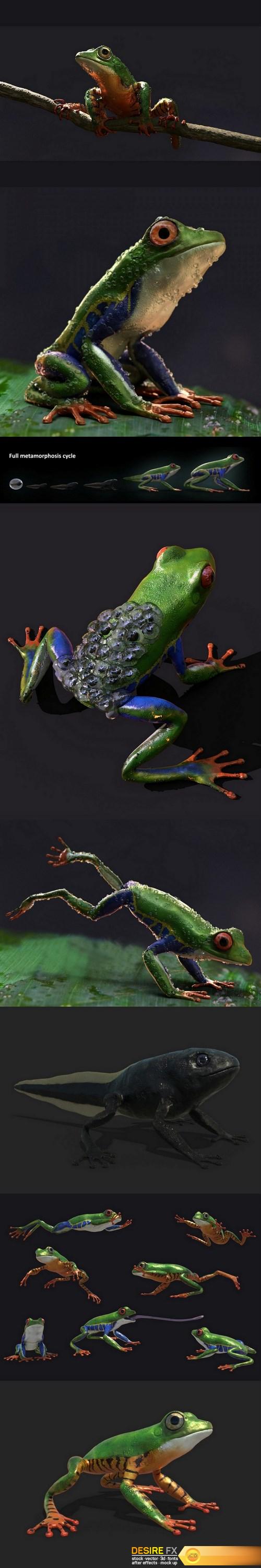 Amazon Tree Frogs and Tadpole 3d model