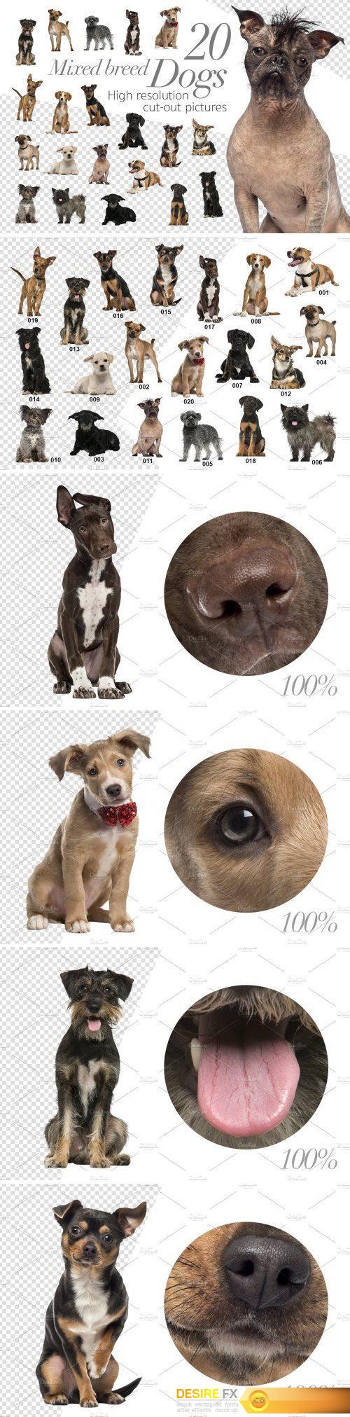 CM - 20 Mixed breed Dogs - Cut-out Pics 2029733