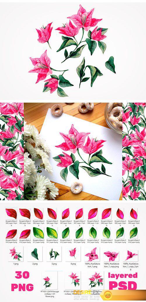 CM - Bougainvillea Floral Clipart 2423604