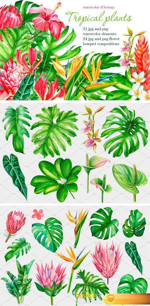 CM - Tropical Plants 2448551