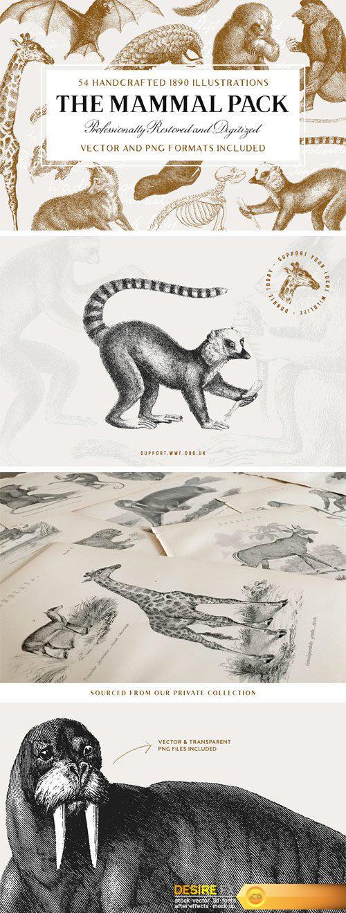 CM - 54 Handcrafted Mammal Illustrations