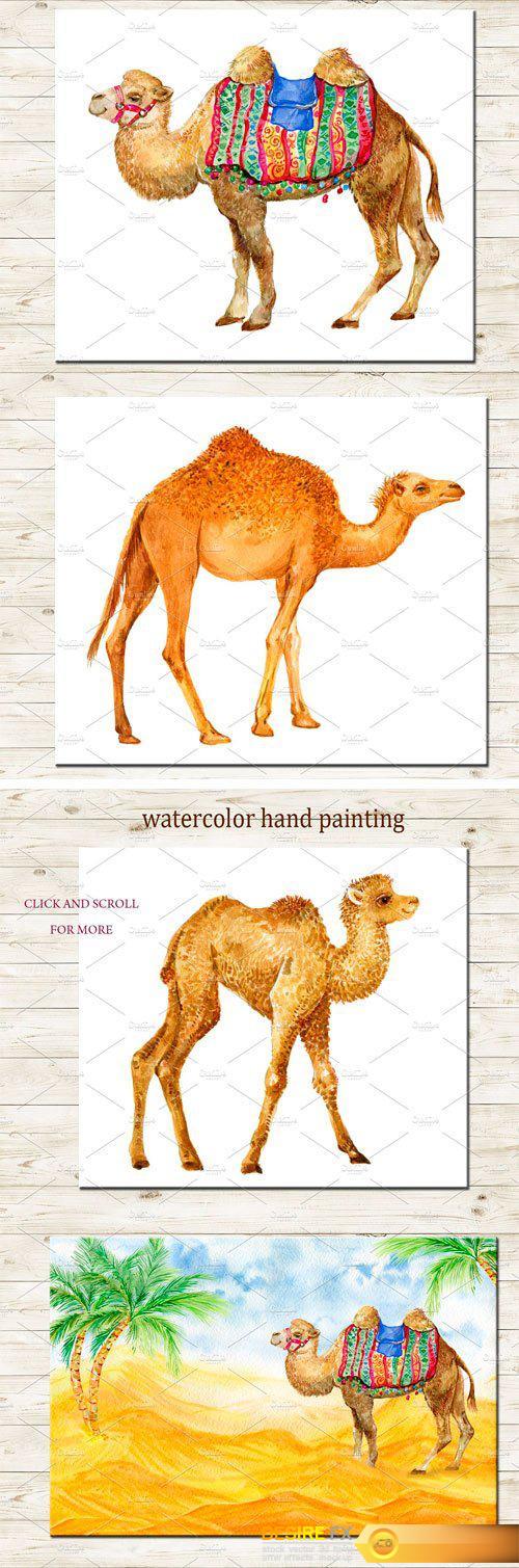 CM - Camels. Watercolor Illustrations 2396110