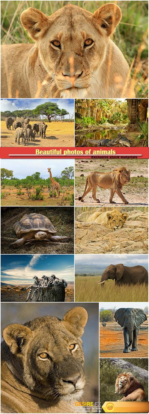 Beautiful photos of animals, elephant, lion, crocodile, turtle, giraffe